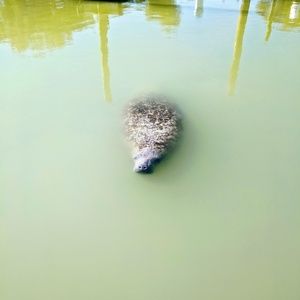 Meet your Posher, Moiya